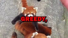 GREEDY RED PANDAS! #pets #redpanda