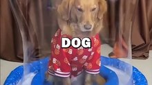 DOG BUBBLE?! #pets #dogs