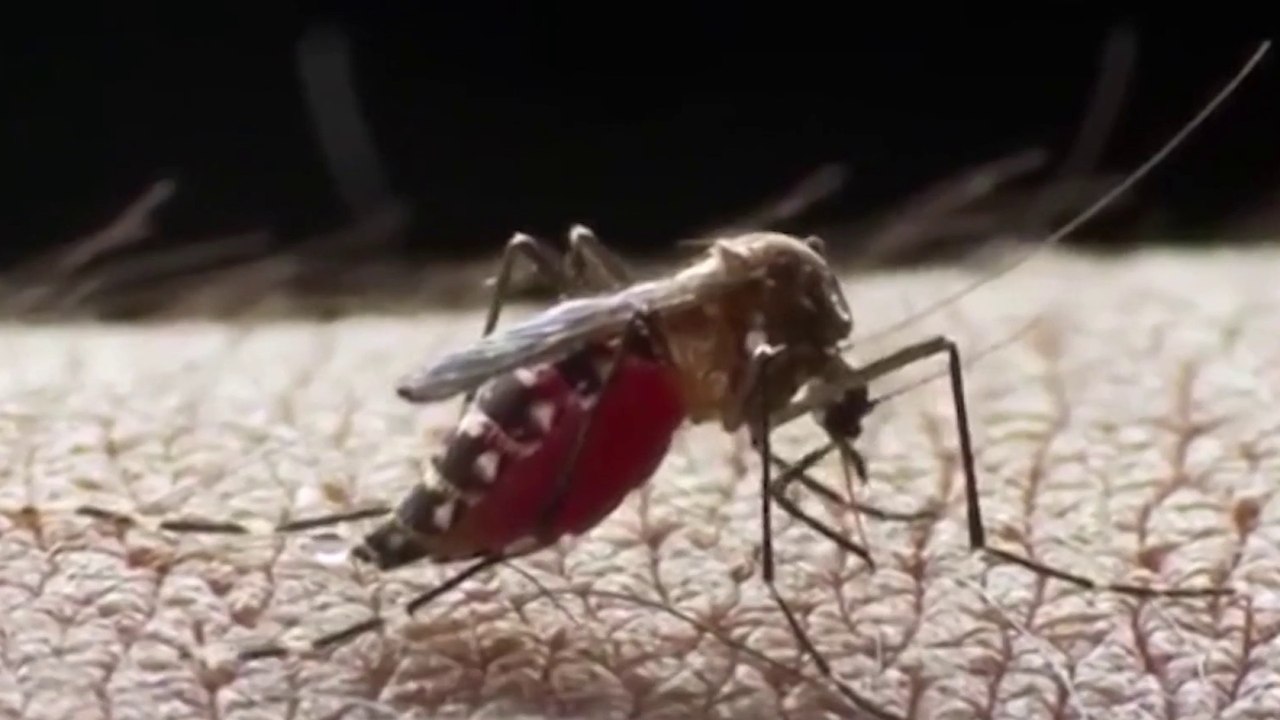 tn7-casos-de-dengue-aumentaron-200%-record-de-contagios-151024