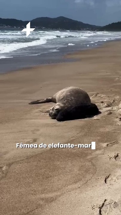 Fêmea de elefante-marinho dá a luz a filhote em praia de Santa Catarina