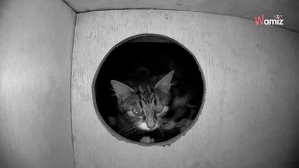 Ils entendent du raffut dans l'abri des oiseaux : la caméra révèle que 5 intrus ont pris possession des lieux