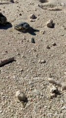 Sea turtle hatchling makes his way across the beach!