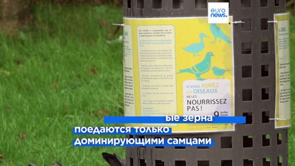 В пригороде Брюсселя популяцию голубей регулируют контрацептивами