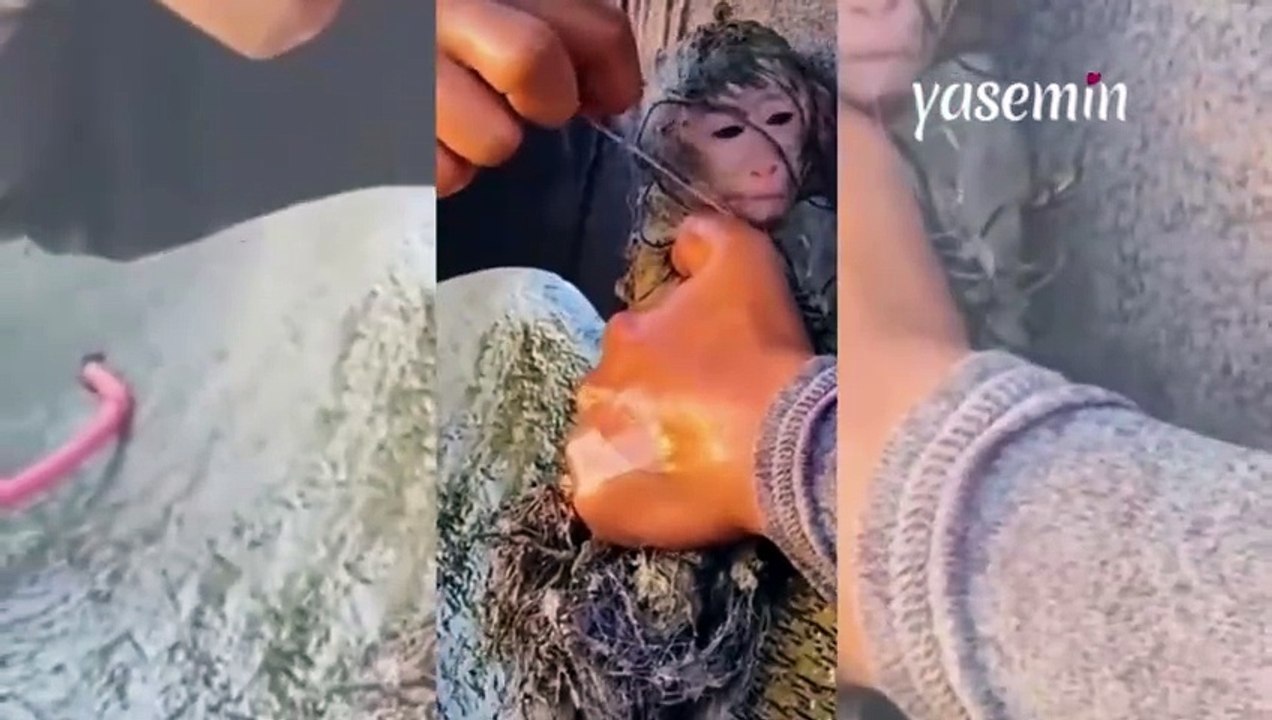 Ağa dolanan maymunu kurtardı! Ölmek üzere olan maymun...