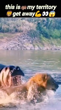 Lionvs hippo | Lion hunting | Lion attacks | #trending #viral