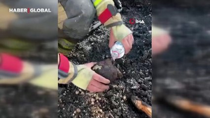 Yangın ormanlık alana sıçradı! Yaralanan kaplumbağayı itfaiye kurtardı