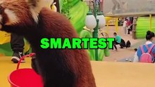 SMARTEST RED PANDA EVER! #pets #redpanda