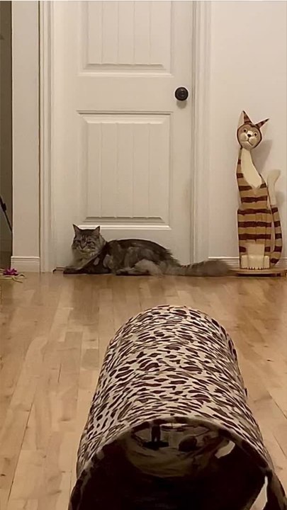 Trend Meow - D’où vient la "caca phorie", la folie qui s’empare de votre chat après qu’il a fait caca ?