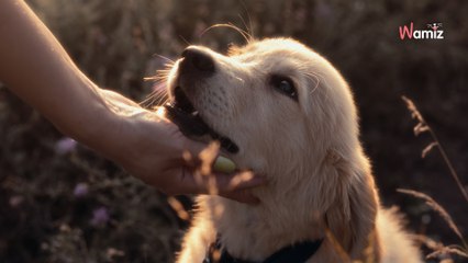 Un impôt sur les chiens génère des revenus records à l'Allemagne
