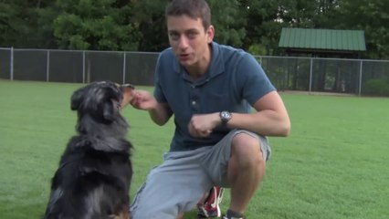 3 Ways to Teach your Dog How to Shake