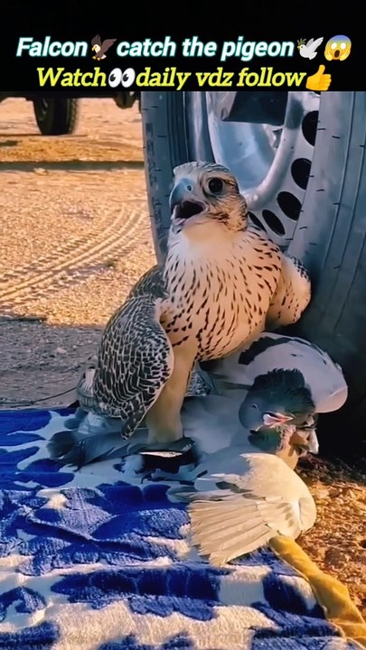 Falcon pigeon | eagle attack | eagle vs falcon | #trending #viral