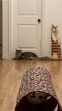 Trend Meow - D’où vient la caca phorie , la folie qui s’empare de votre chat après qu’il a fait caca ? (2)