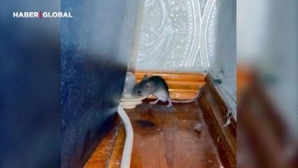 Deliğine kapı yapmak isteyen fareden tesadüf eseri yaratıcı çözüm: Görenler şaştı kaldı