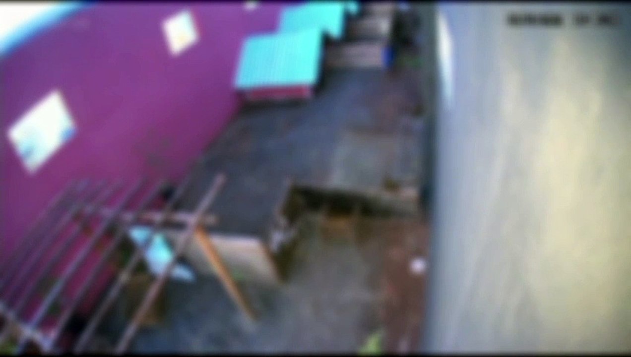 VÍDEO Criança esquarteja 23 animais ao invadir veterinária