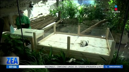 Zoológico de Berlín presenta públicamente a cría de panda