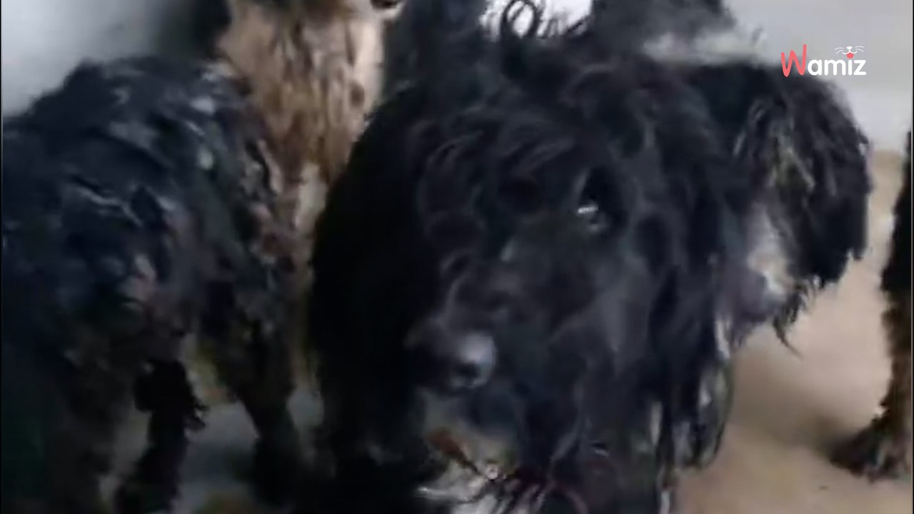 Nord : le refuge est appelé pour un chien en divagation, mais sur place, ils découvrent une toute autre situation (vidéo)