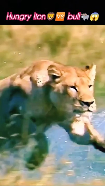 Lionhunting the bull | bull vs lion | lion attack | #trending #viral