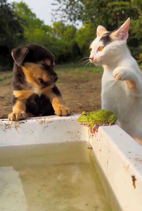 Funniest animals | cute animals | #animals #cuteanimals #funniestanimals #funnyanimals