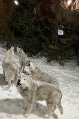 Pack of wolves surrounded a couple's cabin