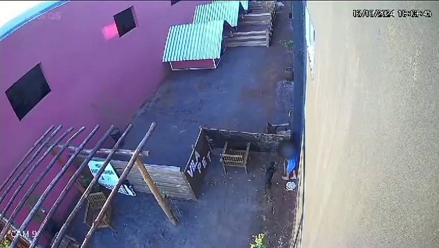 Criança de 9 anos invade hospital veterinário no Paraná e mata 23 animais