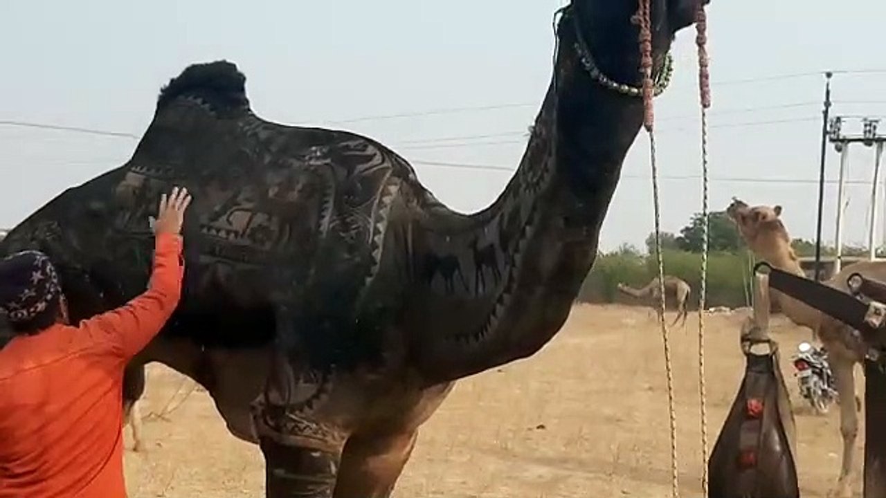 प्रदेश के ऊँट पालकों को मिली राहत, प्रोत्साहन र...