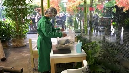 Filhotes gêmeos de panda estreiam no zoológico de Berlim