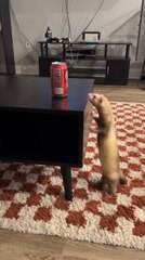 Ferret Struggles to Reach Can on Table