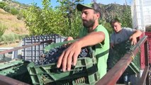 La crise du vin de Porto frappe les viticulteurs du nord du Portugal