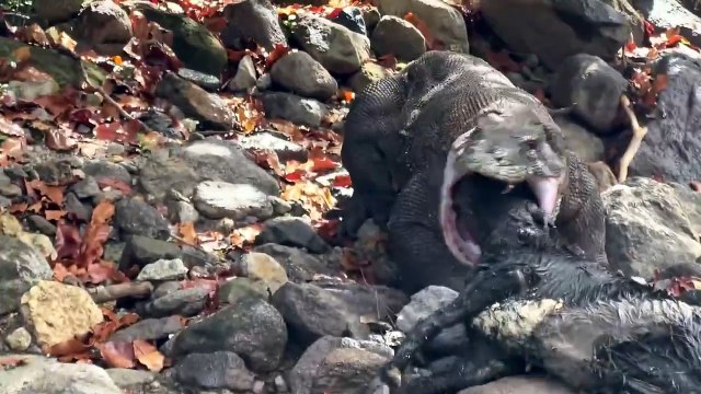 Powerful Attacks Of Komodo Dragon In Wild Animals | Ifc world Animals  #ifcworldanimals #animal #animals #animalshorts #animalsvideo #animalsworld #animalsounds #komodo #wildattack #wildlife #naturedocumentary