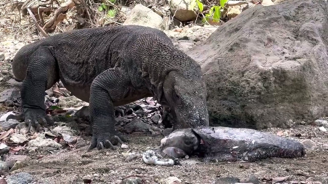 Powerful Attacks Of Komodo Dragon In Wild Animals | Ifc world Animals  #ifcworldanimals #animal #animals #animalshorts #animalsvideo #animalsworld #animalsounds #komodo #wildattack #wildlife #naturedocumentary