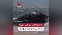 شاطئ بالقرب من جنوب أفريقيا يستقبل زائراً غير متوقع