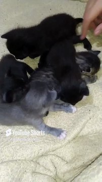 ya estan creciendo los #gatitos de la #Gata #bombay #Shorts #animales y #mascotas #felino #peludo