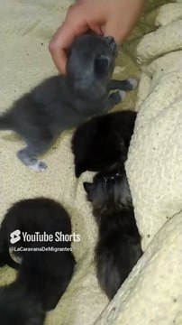 Los Gatitos hijos de la gata bombay estan bien bonitos y peluditos #shorts #animal #felino #mascota