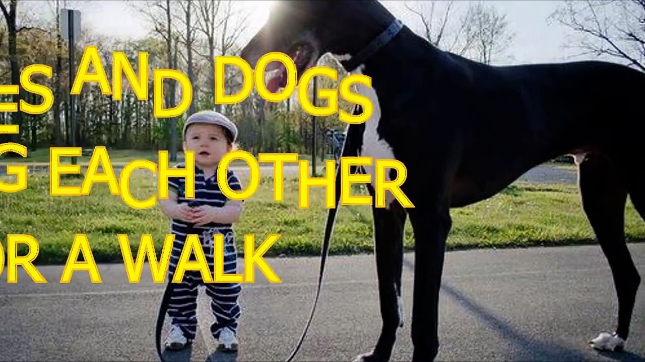 Babies and dogs take each other for a walk - Funny and cute