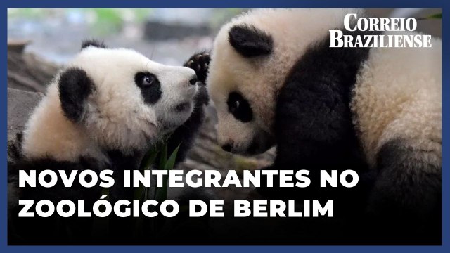 Filhotes gêmeos de panda estreiam no zoológico de Berlim
