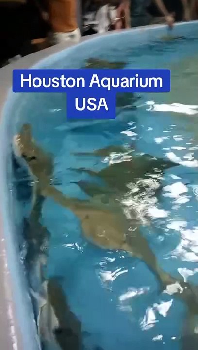 Houston Downtown Aquarium Texas USA