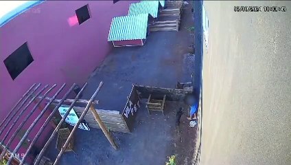 Veterinários se manifestam após animais serem mortos em clínica; saiba detalhes