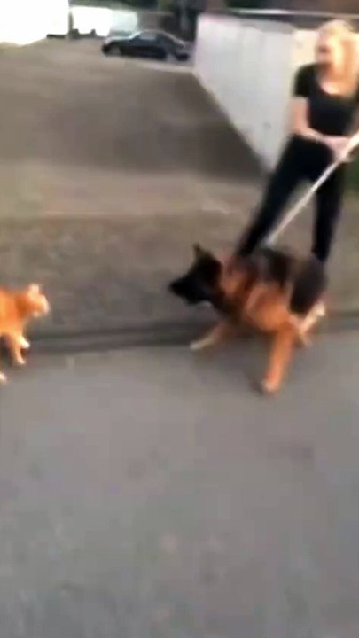 cat kung fu with dog the boys cat version memes