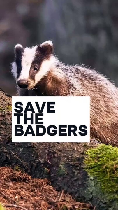 Save the Badgers!