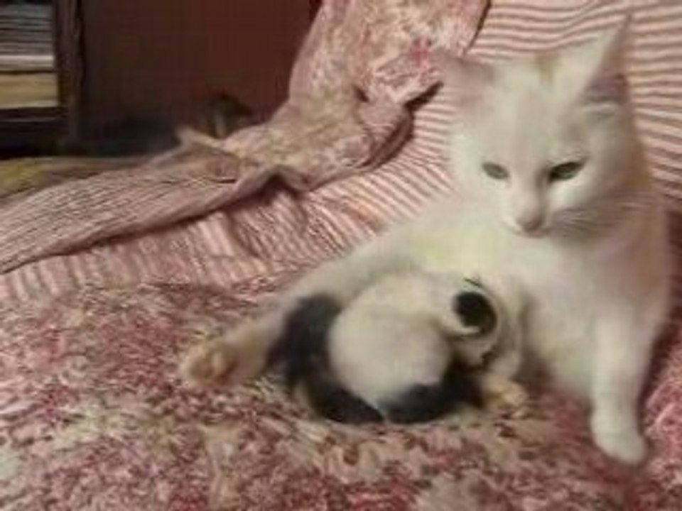 Réglisse et sa maman