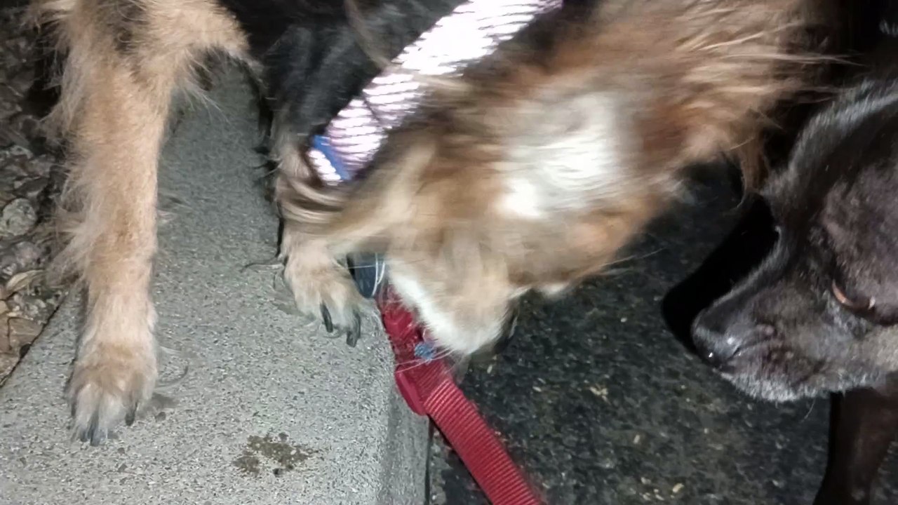 Ozzyta Villanova Paco; Ozzyta ate again. Doggies ate before we left house too so I was surprised VID_20241012_195743594