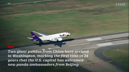 Pandas Arrive in the U.S. and Head to the National Zoo