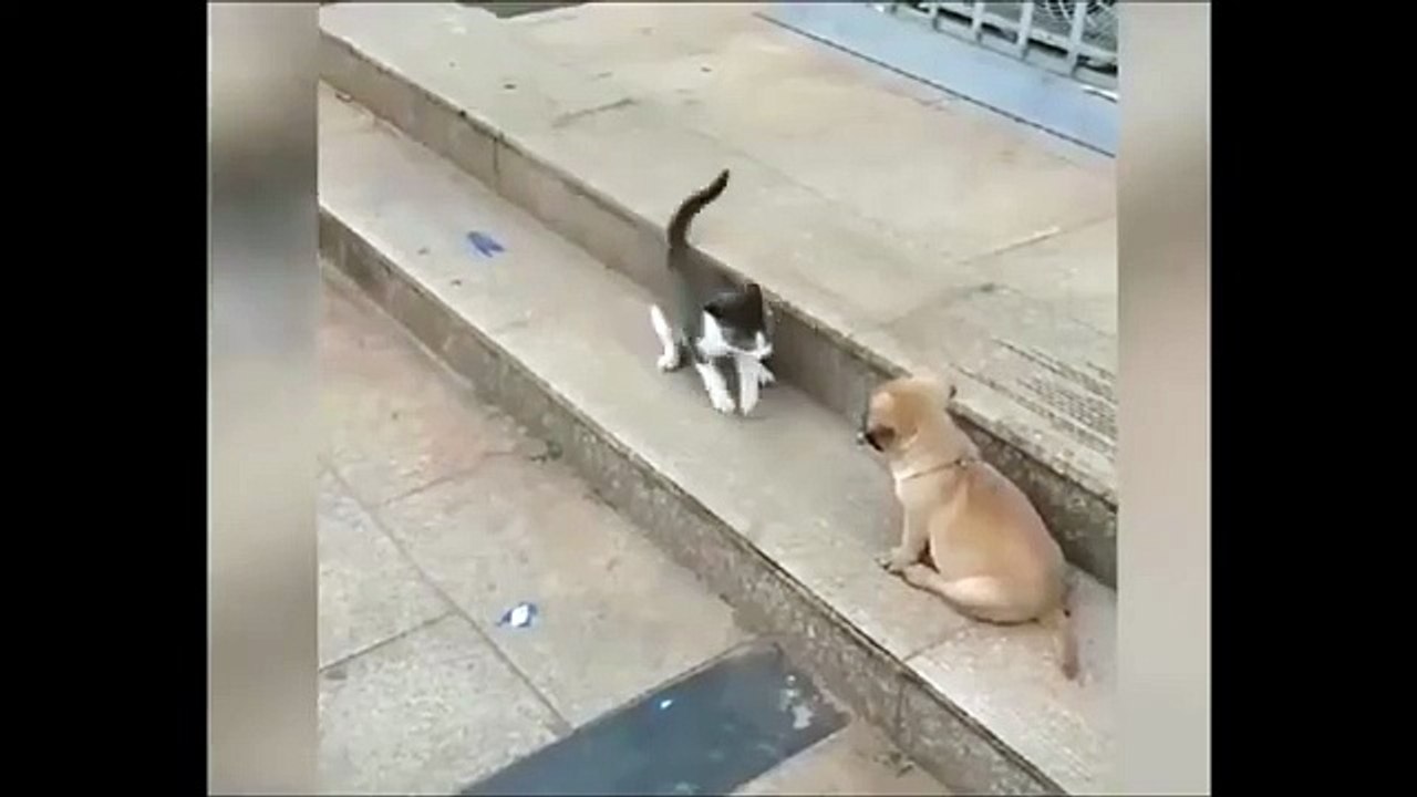 Cat & Dog