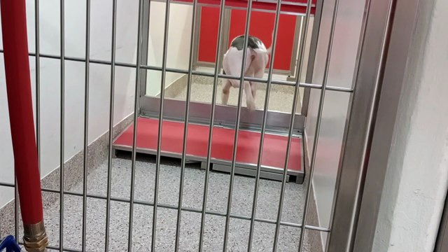 Esau-tan 1y A851378 Rudy 2y A851951 kennel 100 PACC shelter Esau took leader role, is wary but ok VID_20241009_152937261