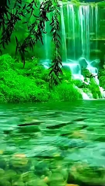 Nature_Bird sound_river_green nature_Animation_Cartoons_Funny_entertainment