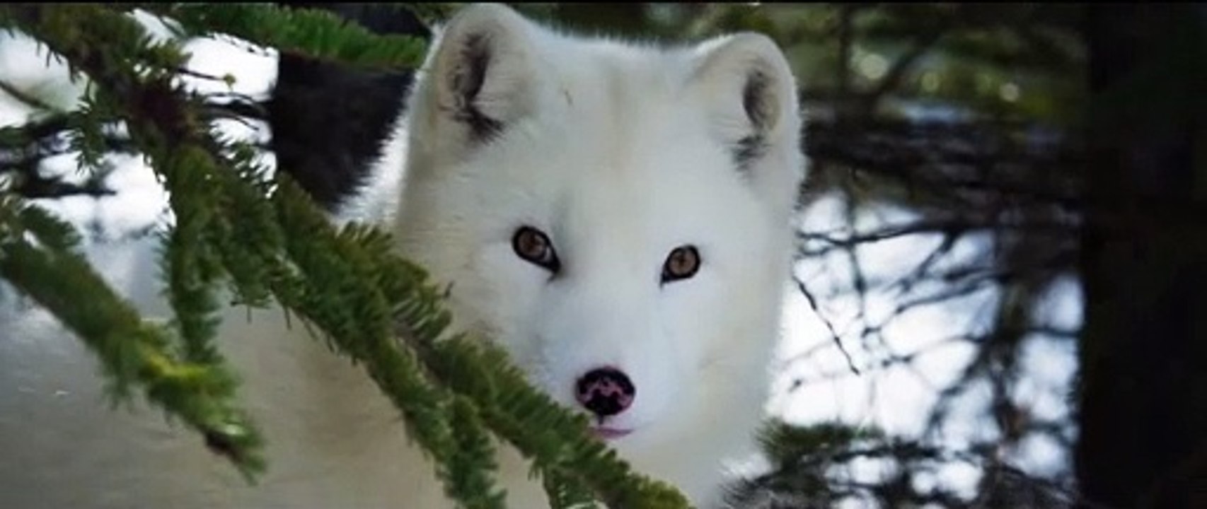 Die Abenteuer von Kina & Yuk - Trailer (Deutsch) HD