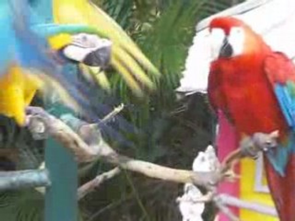 Guadeloupe - 11/04/2008 - Jardin Botanique à Deshaies