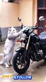 Cat bike cleaning funny videos 
