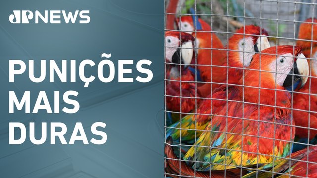 Governo federal envia ao Congresso PL de crimes ambientais