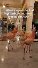 Flamingo Squad Takes Over 5-star Hotel in Mexico